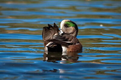 The Stillness Between the Ripples