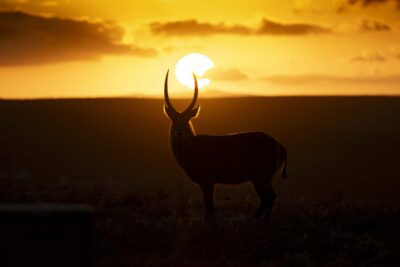 Horns of the Sun