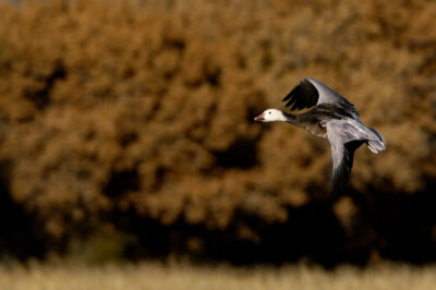 Shadow Flight