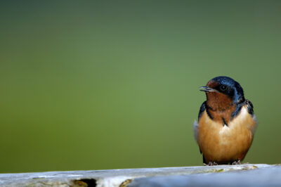 The Ember Perch