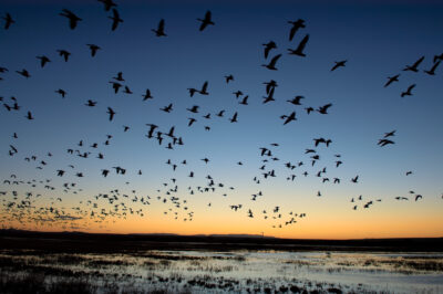 Flight of Dawn