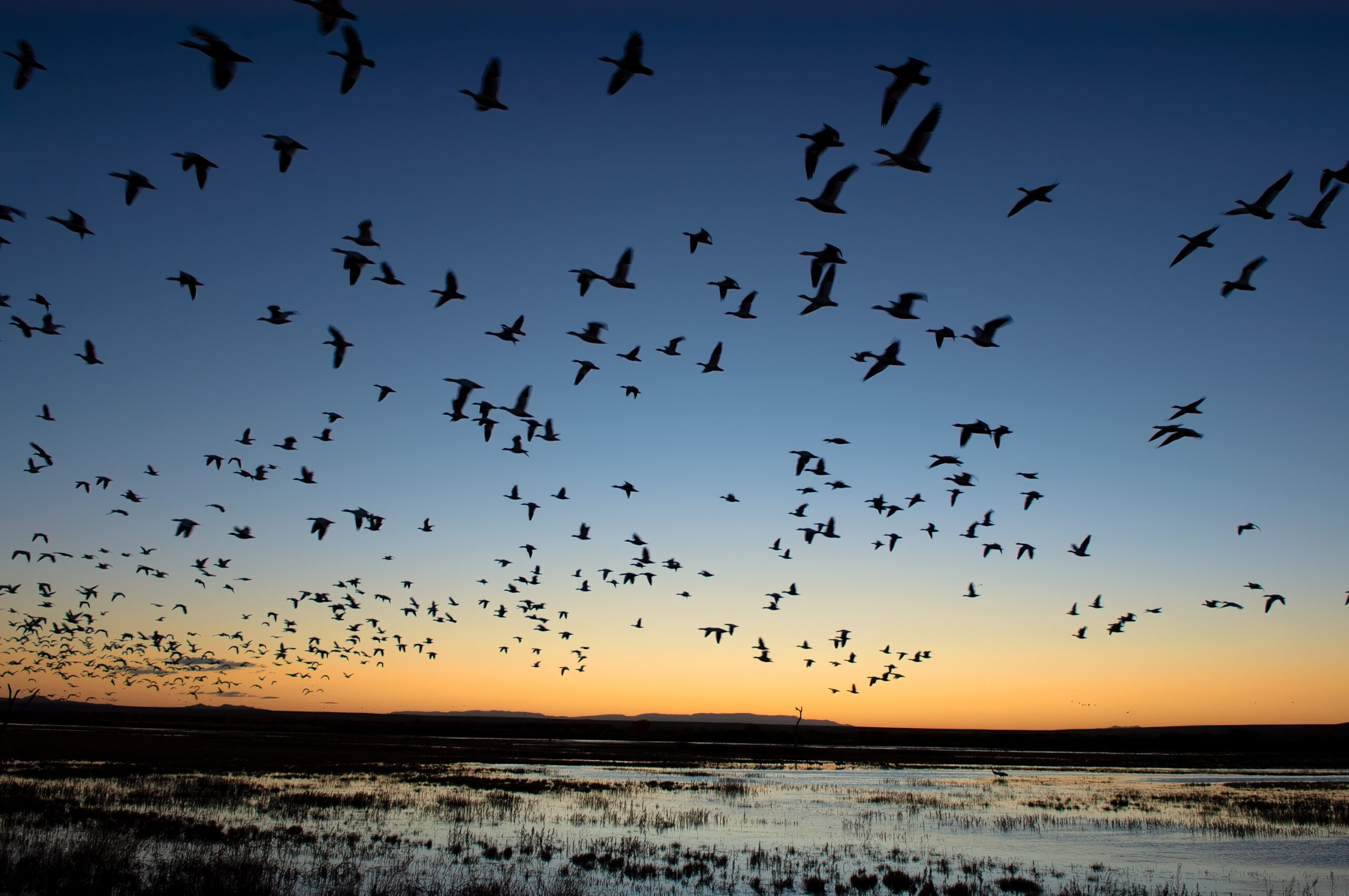 Flight of Dawn