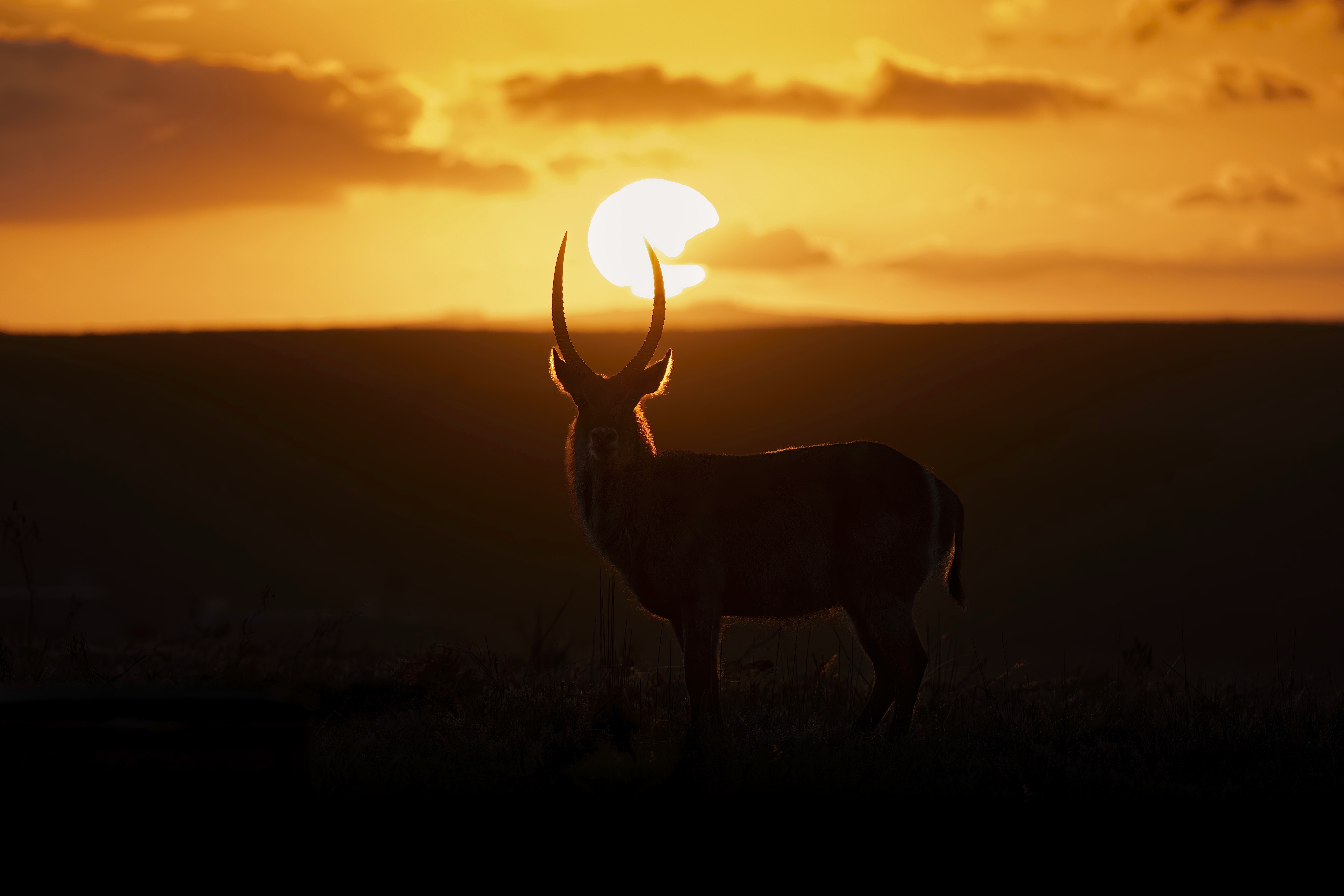 Horns of the Sun